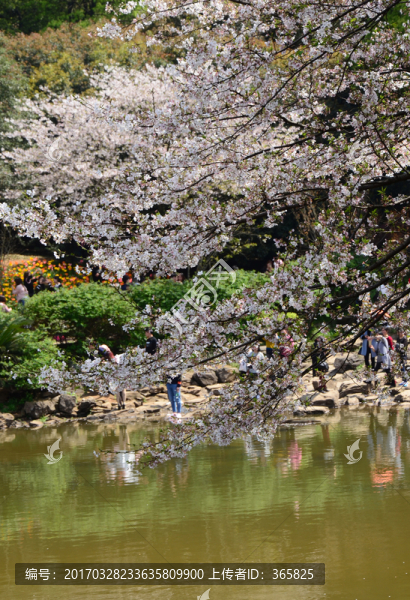 櫻花