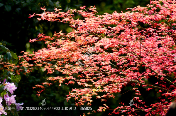 紅葉