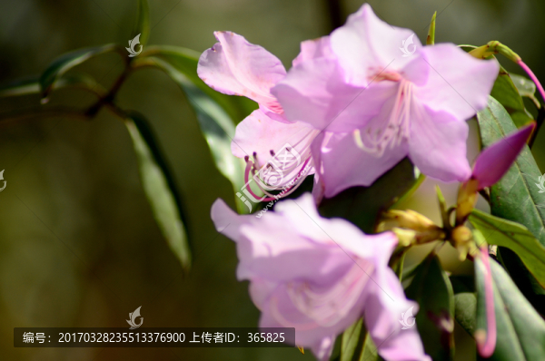 杜鵑
