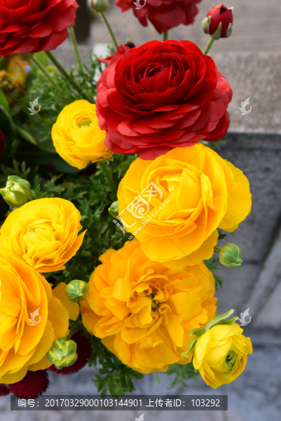 花卉
