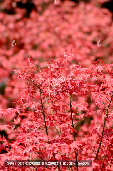 紅葉