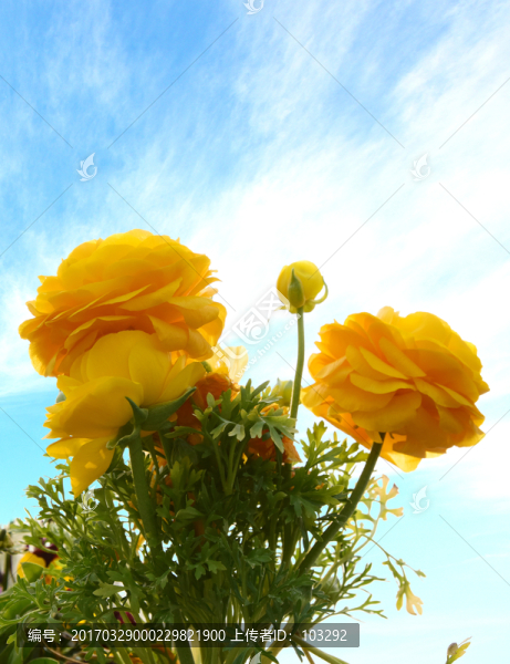 黃色的花卉
