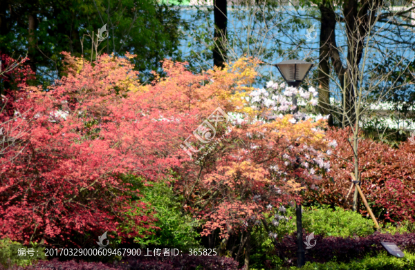 紅葉