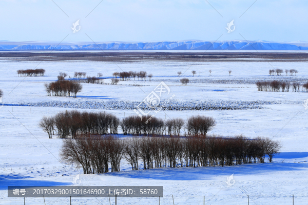 雪野樹林