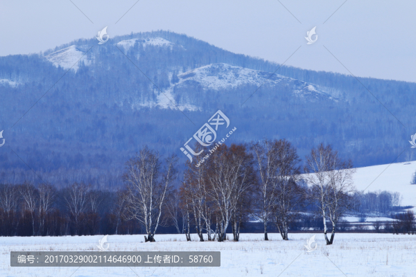 林海雪原白樺林