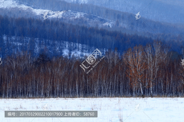 林海雪原白樺林雪景