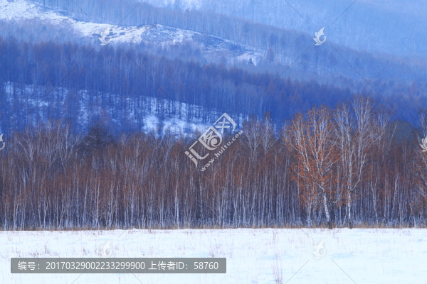林海雪原白樺林雪景