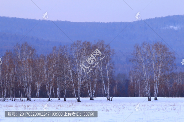 雪原白樺林