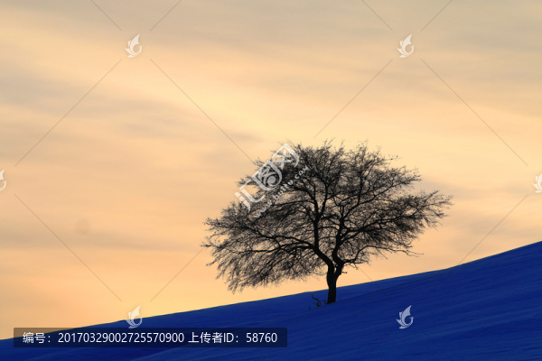 雪原獨樹暮色