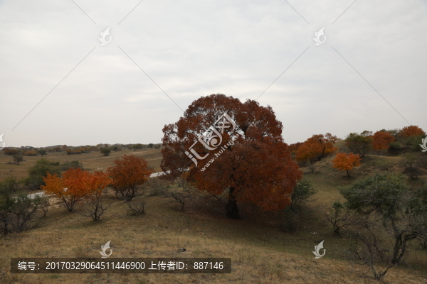 草原楓樹