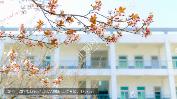 一樹花開