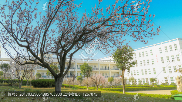 一樹桃花