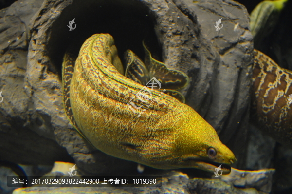 鰻鯰特寫