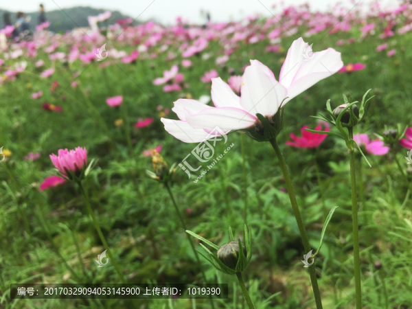 一朵白色的格?；? title=