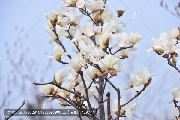 玉蘭花,,白色玉蘭花