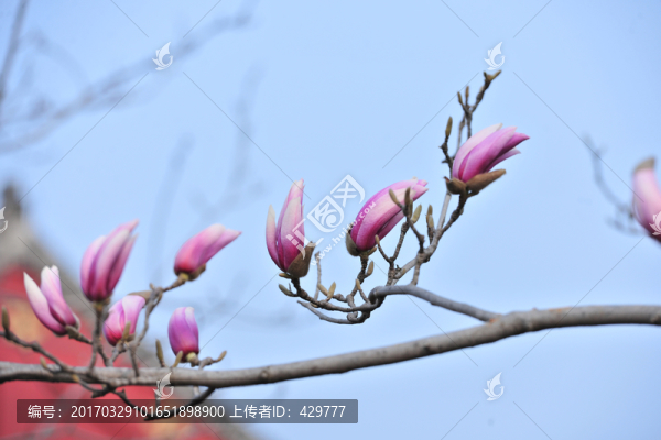 玉蘭花,,紫玉蘭