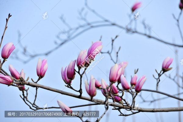 紫玉蘭,,玉蘭花