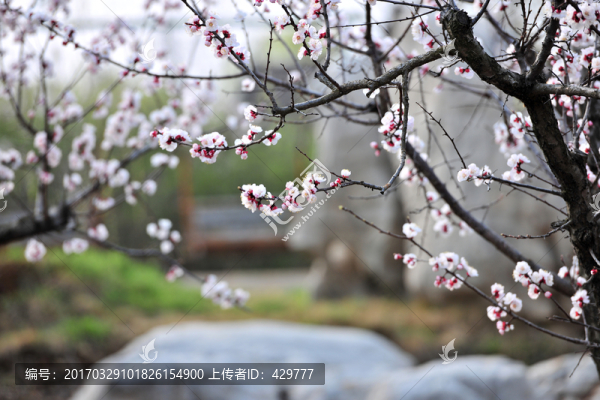 杏花,杏園