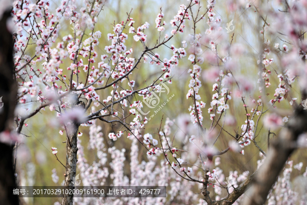 鮮花爛漫,,春暖花開