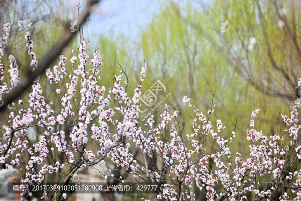 杏樹,,杏花,,白色花