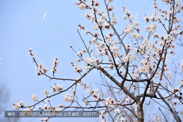 杏花