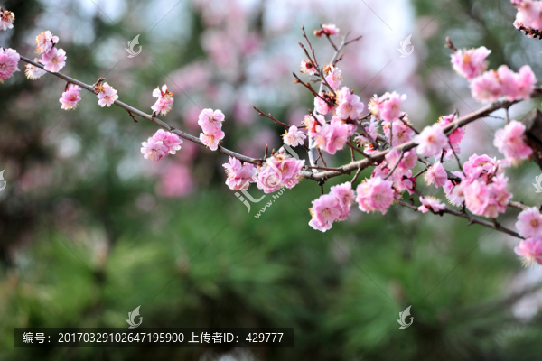 梅花,,紅梅