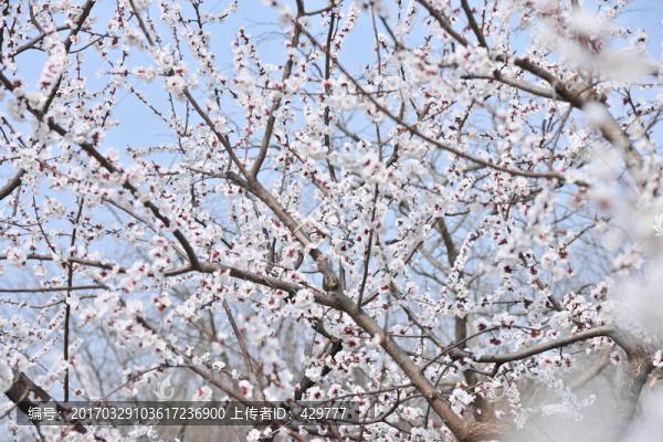 杏花,,繁花