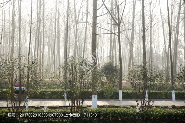 早晨樹(shù)林