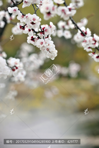 杏花,杏樹