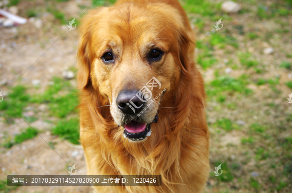 可愛(ài)的金毛犬