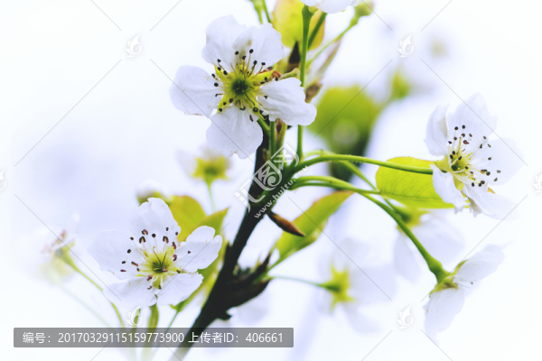 梨花