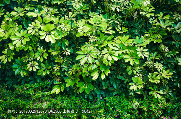 植物背景,綠色背景