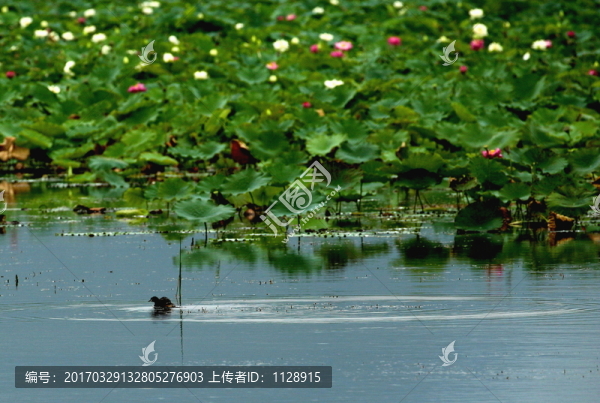荷花