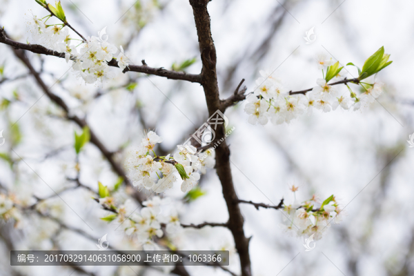 李花