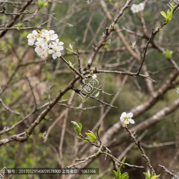 李花