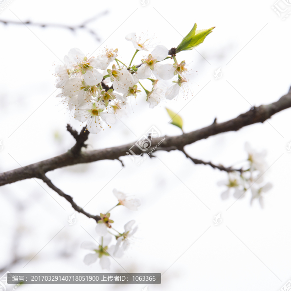 李花