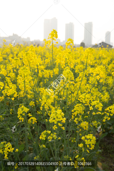 油菜花