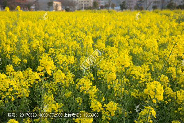 油菜花