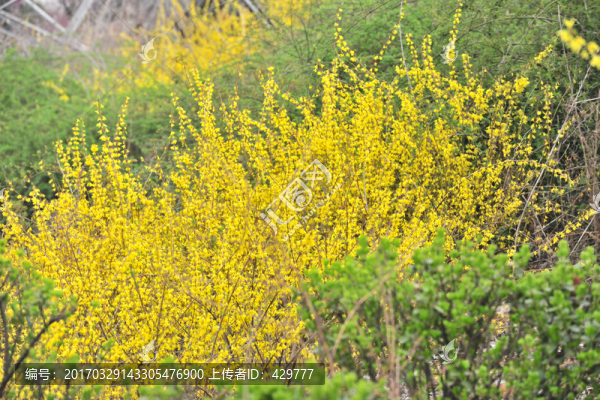 迎春花