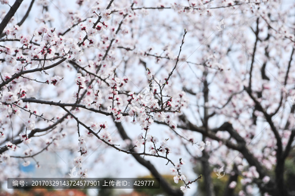 杏樹(shù),杏園