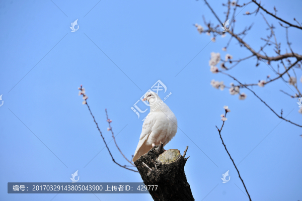 樹(shù)上的白鴿