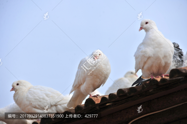 鴿子,白鴿