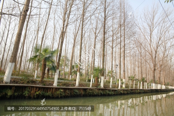 濕地公園樹林小河
