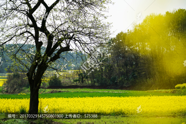 油菜花田邊的梨樹