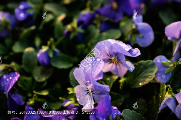 紫色小花
