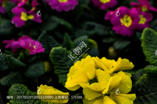 花