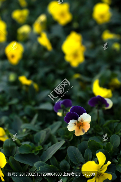 黃花