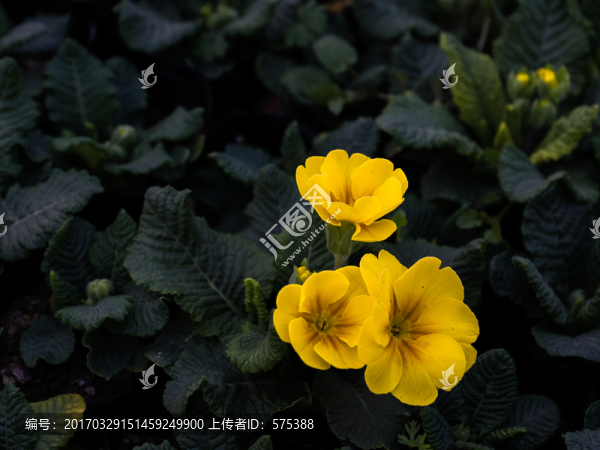 花朵