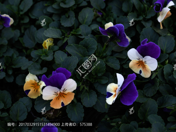 蝴蝶蘭