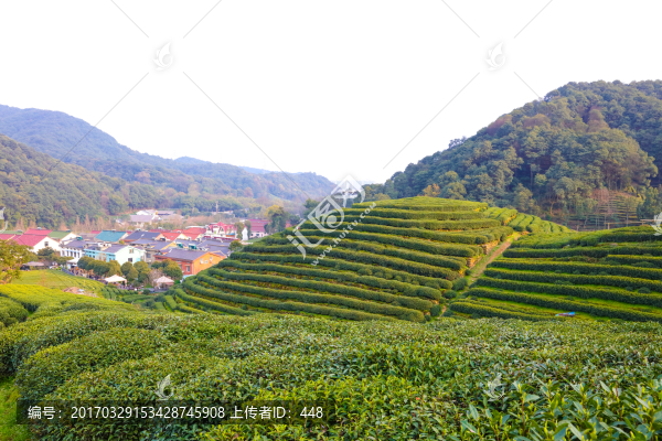 梅家塢龍井茶,十里梅塢,龍井茶